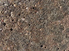 Myriolecis semipallida