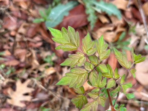peppervine (Nekemias arborea)