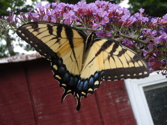 Papilio glaucus