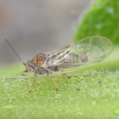 Cacopsylla curta
