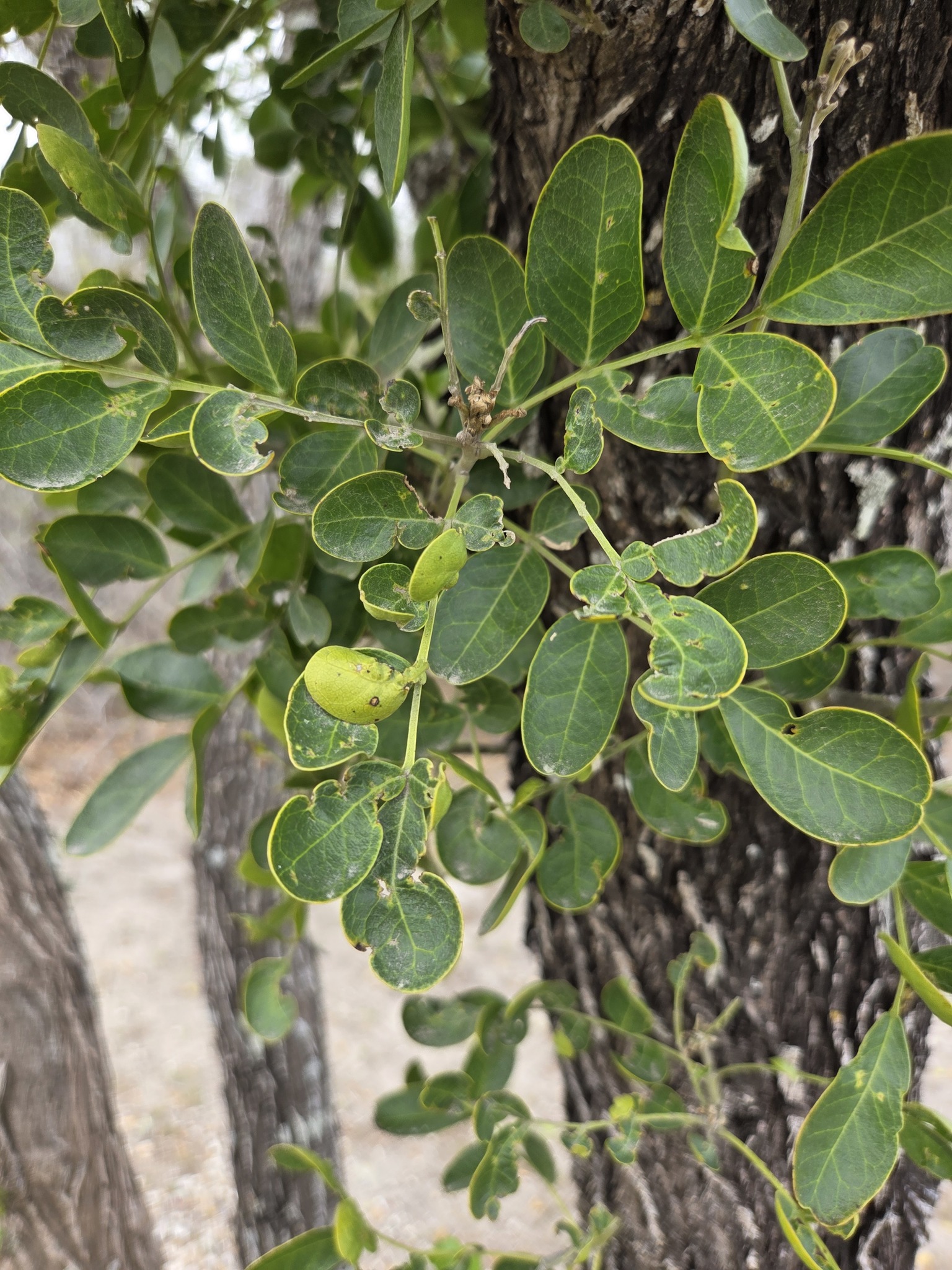 Calia Secundiflora (Dermatophyllum secundiflorum)