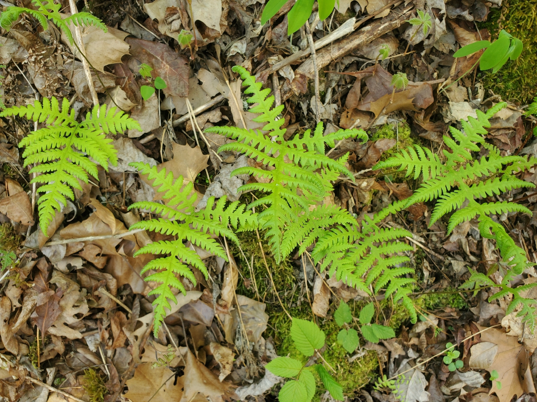 Broad Beech Fern (Phegopteris hexagonoptera)