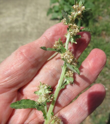 Pennsylvania Cudweed (Gamochaeta pensylvanica)