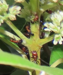 Atopomyrmex mocquerysi