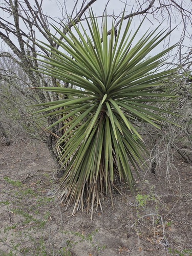 Spanish dagger (Yucca treculiana)