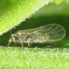 Cacopsylla curta