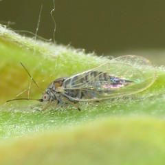 Cacopsylla curta