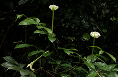 Rothmannia octomera image