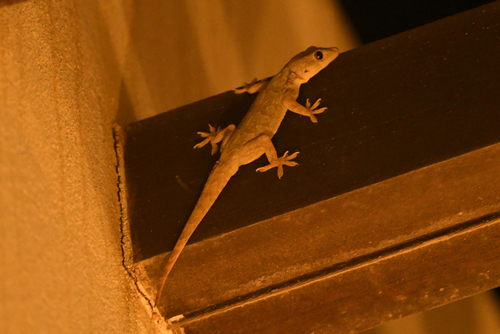 Northern House Gecko