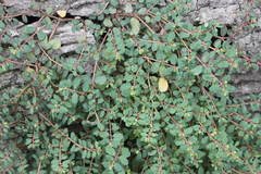 Euphorbia blodgettii