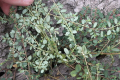 Euphorbia blodgettii