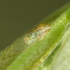 Cacopsylla curta