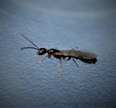 Pseudomyrmex ejectus