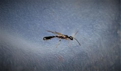 Pseudomyrmex ejectus