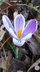 Crocus
