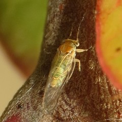 Cacopsylla curta