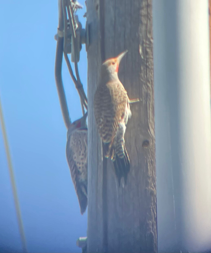 ハシボソキツツキ