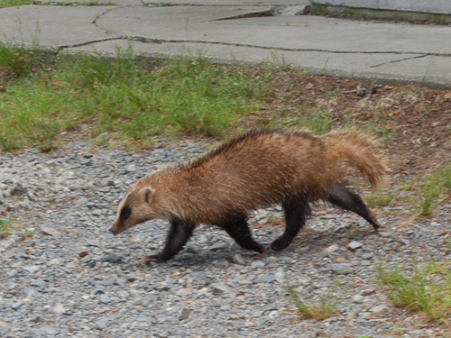 ニホンアナグマ
