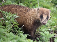 Japanese Badger photo 3