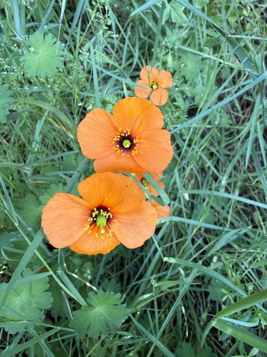 wind poppy (Papaver heterophyllum)