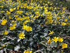 Ficaria verna calthifolia