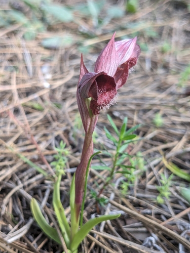Eastern Tongue Orchid (Serapias orientalis)