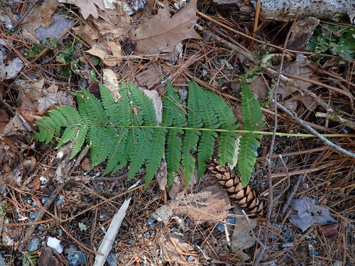 marginal wood fern (Dryopteris marginalis)