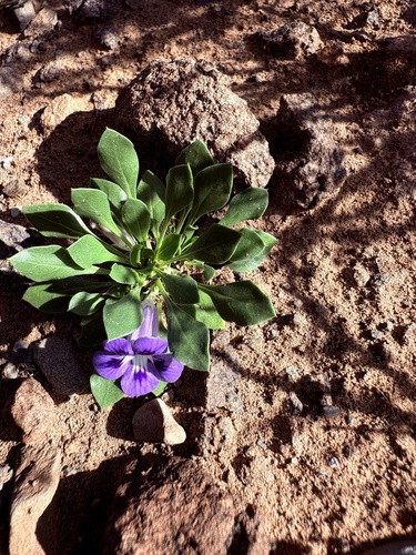 Karoo Violet (Aptosimum indivisum)