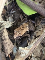 Craugastor polyptychus