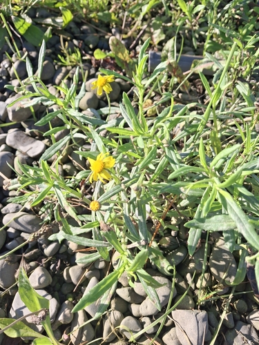 Gravel Groundsel (Senecio skirrhodon)