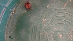 Homoeogamia mexicana