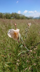 Commelina scabra