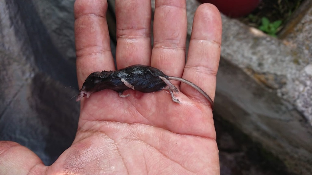 Zacatecas Shrew