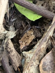 Craugastor polyptychus