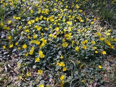 Ficaria verna calthifolia
