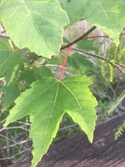 Acer rubrum image