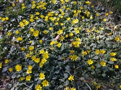 Ficaria verna calthifolia