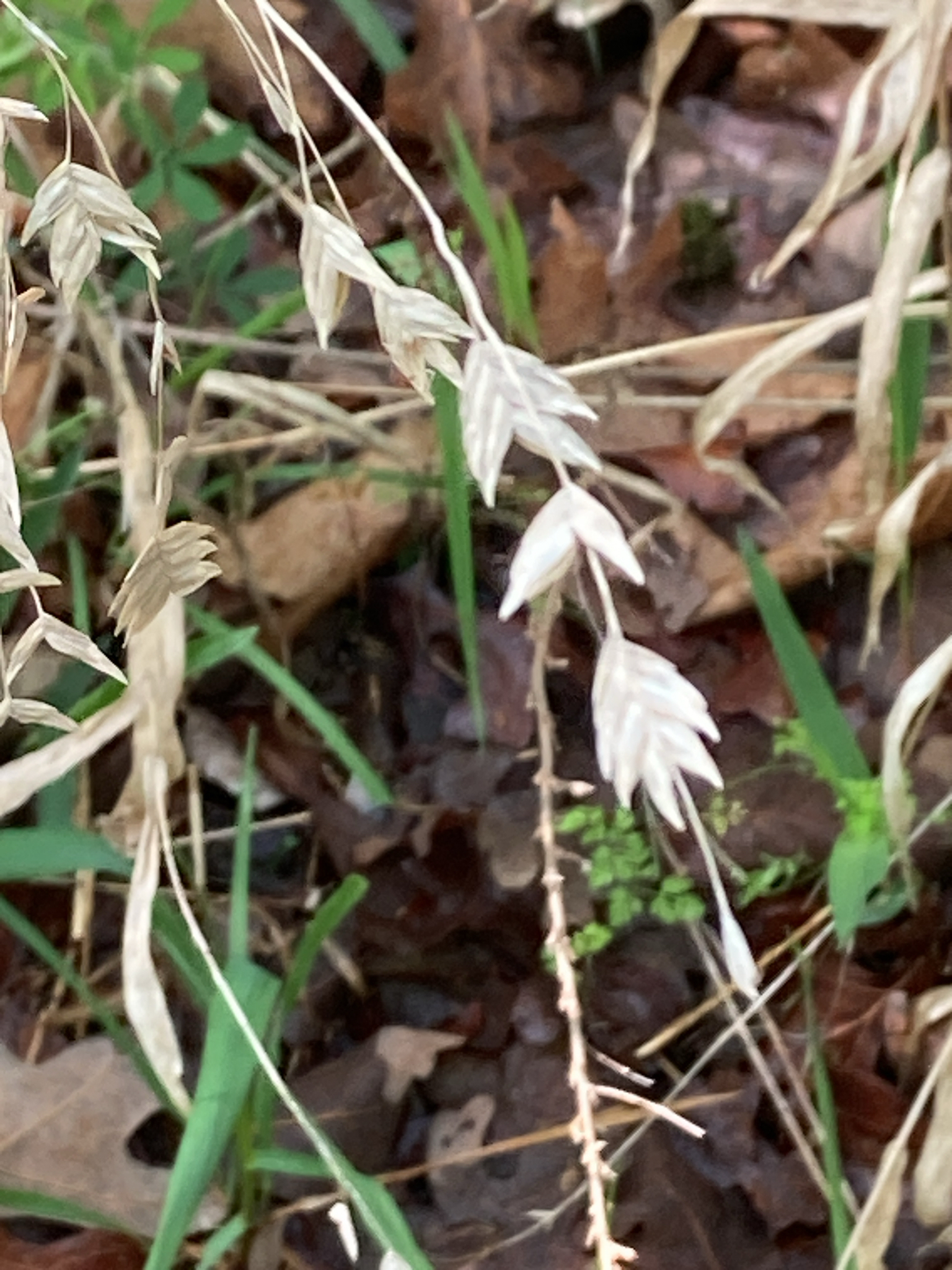 Indian Woodoats (Chasmanthium latifolium)