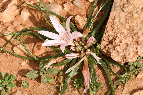 Asphodelus acaulis