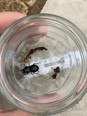 Pasimachus californicus