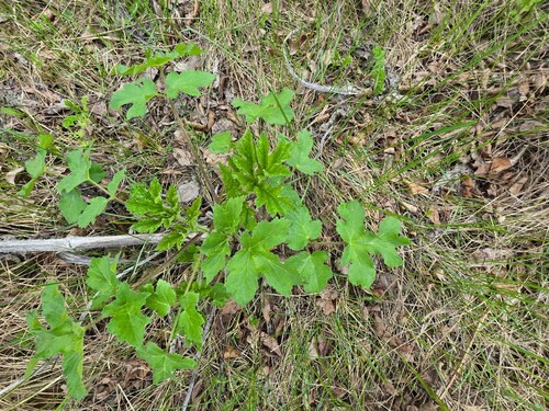 Heracleum sibiricum (Heracleum sibiricum)