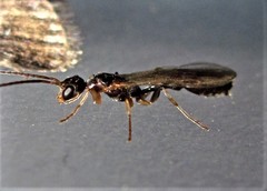 Pseudomyrmex ejectus