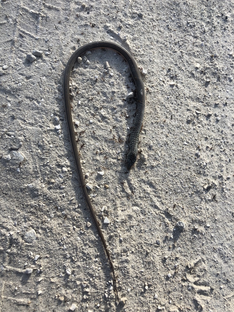 Island Glass Lizard