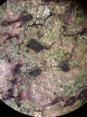 Dermea prunastri