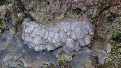 Cladiella