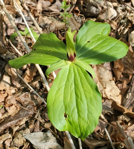 Ozark green trillium (Trillium viridescens)