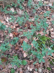 Le Chèvrefeuille Des Bois (Lonicera periclymenum)