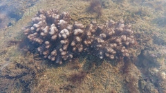 Cladiella