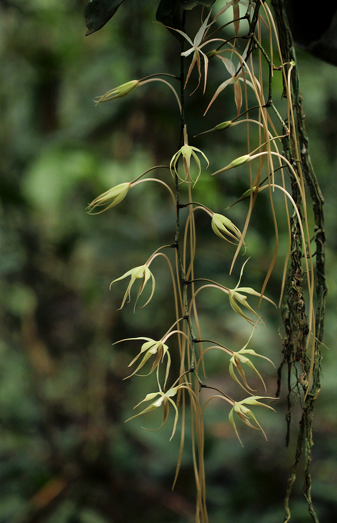 Aerangis stelligera Summerh.