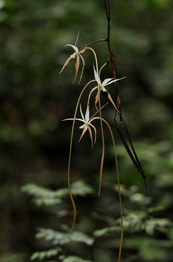 Aerangis stelligera Summerh. 2